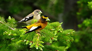 two assorted color bird in tree branches