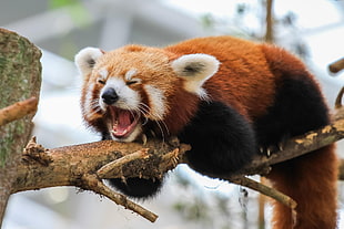 red panda, red panda, nature, animals HD wallpaper