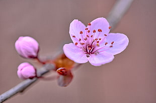 close-up photo of pink Cherry Blossom at daytime