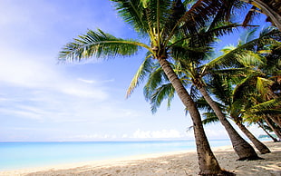 landscape photography of coconut tree line