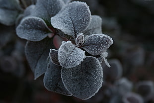 close up shot of leaves with snowflakes