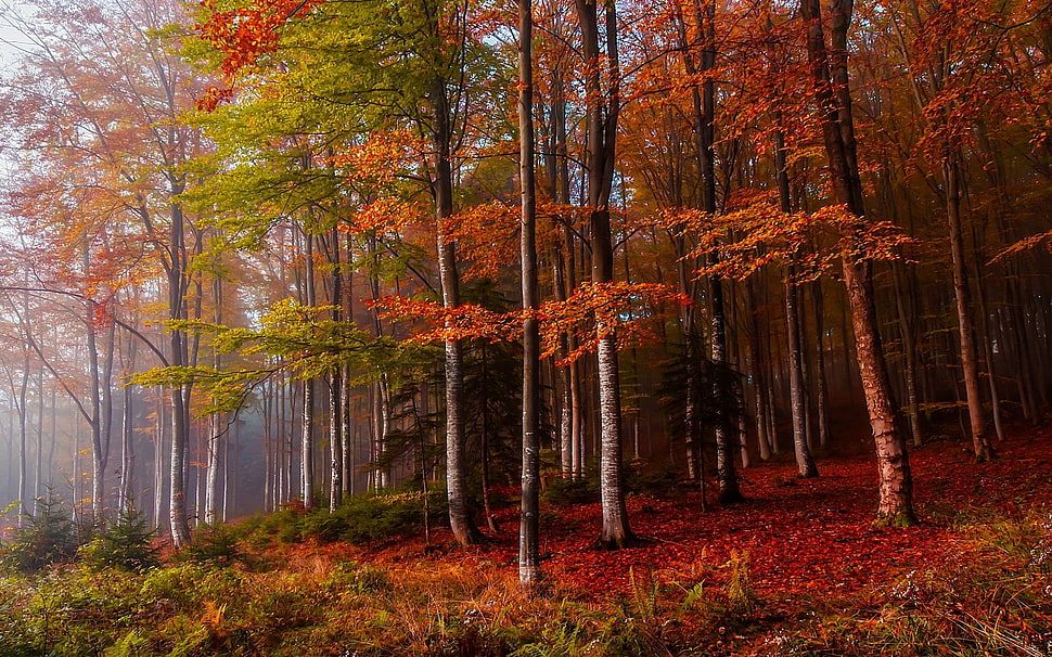 green leafed tree, nature, landscape, fall, mist HD wallpaper