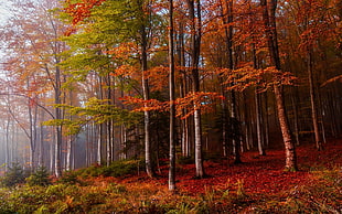 green leafed tree, nature, landscape, fall, mist