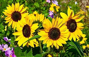 several yellow Sunflower closeup photography