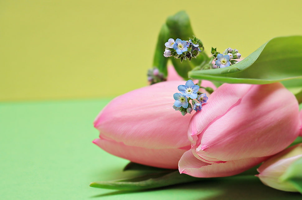 pink tulip and blue Nemophila flowers HD wallpaper