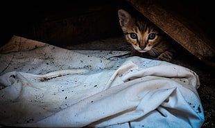 silver tabby kitten, cat, animals HD wallpaper
