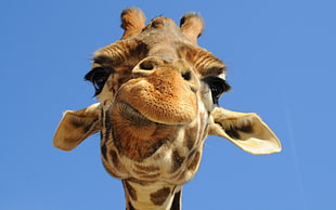 shallow focus photography of giraffe HD wallpaper
