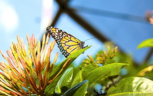 yellow and black butterfly on green leaf plant at daytime HD wallpaper