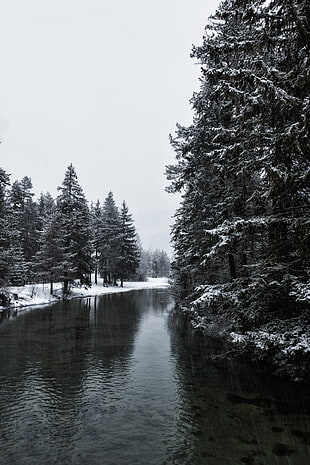 Banff National Park, River, Winter, Trees