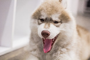 white and gray Siberian husky puppy