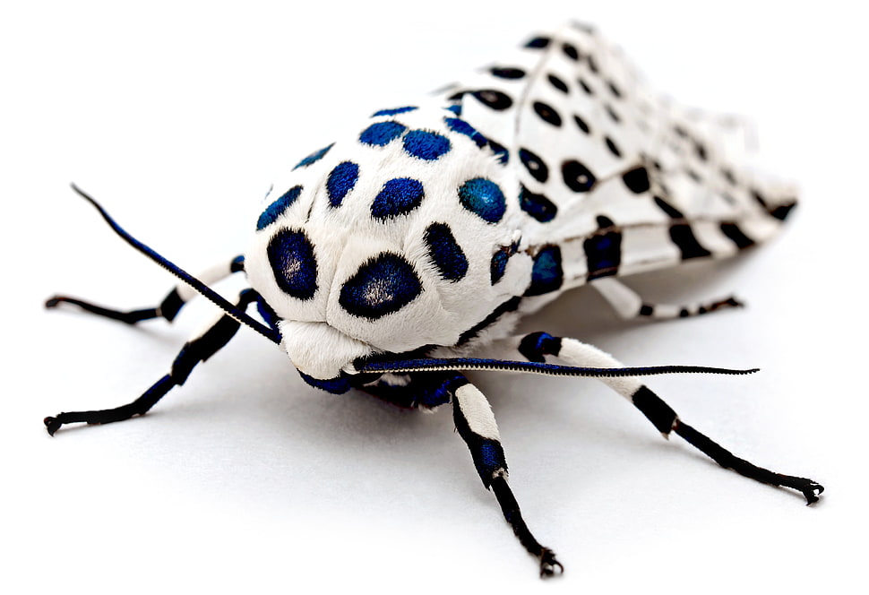 Leopard moth closeup photography HD wallpaper