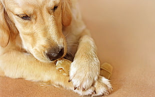 closeup photo of light Golden Retriever puppy HD wallpaper