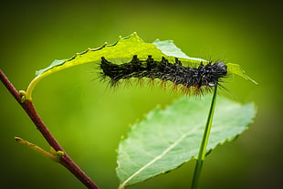 black caterpillar chews in green leaf