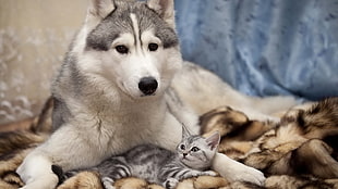 adult gray Siberian husky, Siberian Husky , dog, cat, animals HD wallpaper