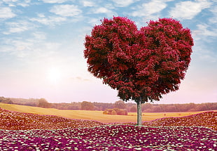 landscape photography of red leaf heart shape tree under cloudy sky