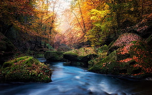 nature, fall, river, moss HD wallpaper