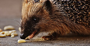 macro photography of brown and black porcupine eating yellow beans