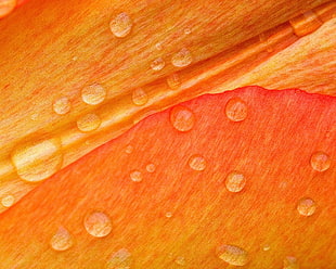 close up photo of droplets HD wallpaper