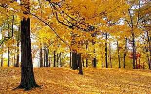 yellow maple leaf trees HD wallpaper