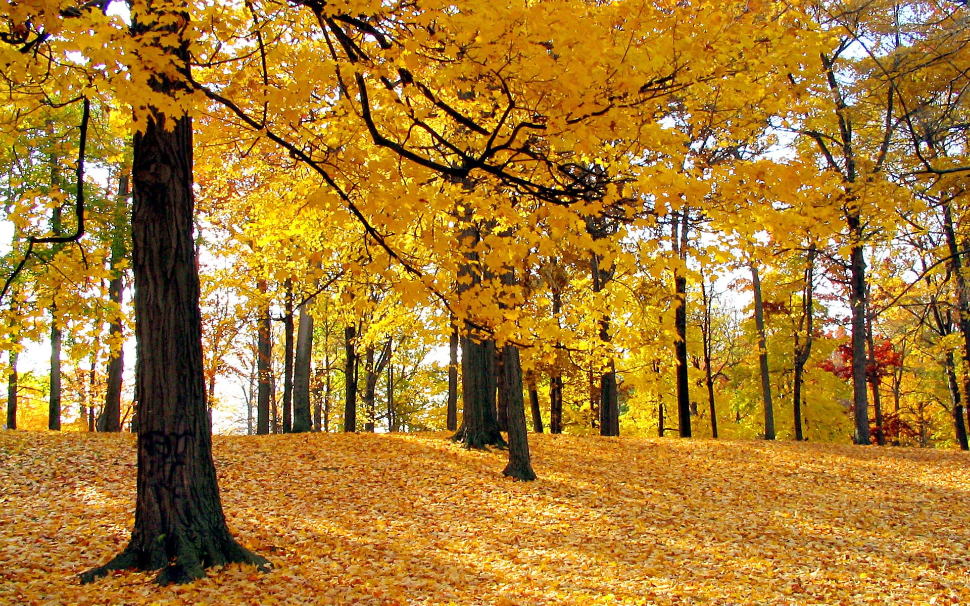 yellow maple leaf trees