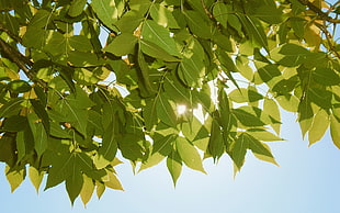 sunshine on green leafed tree