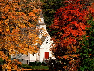 white and gray church near tall trees