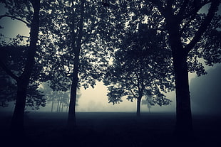 forest trees silhouette, trees, landscape, dark