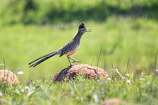 black and white bird on raw brown stone focus photography, greater roadrunner