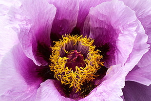 macro photograph of purple flower HD wallpaper