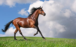 brown stallion on grass field under white clouds