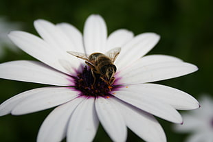 focus photography of yellow and black bee piercing on white petaled flower at daytime
