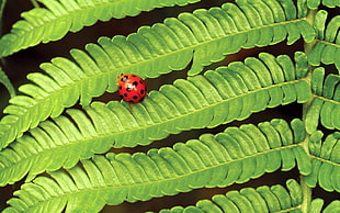 red and black ladybug on green leaves