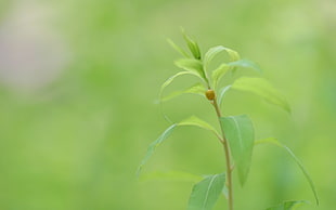 shallow depth of field photo of green ovate leaf plant