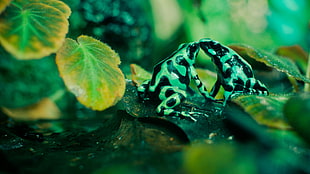 green and black reptile besides leaves