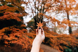 brown maple leaf, Maple, Leaf, Autumn