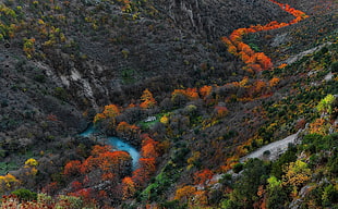 aerial photo of river