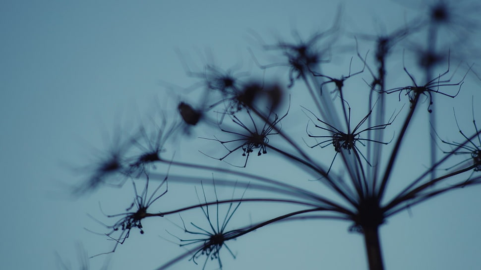 black metal wall mount rack, closeup, plants, macro HD wallpaper
