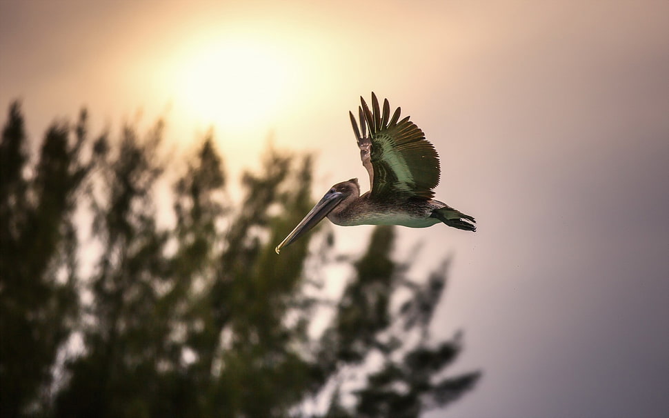 flying Pelican selected focus photography HD wallpaper