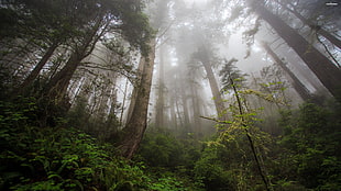 worm's eye photography of pine trees