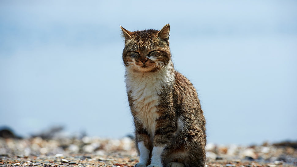 brown tabby cat, cat HD wallpaper