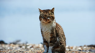 brown tabby cat, cat