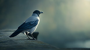 white and gray bird, animals, birds, European magpie, crow