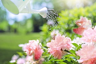selective photography of watering can watered petaled flowers