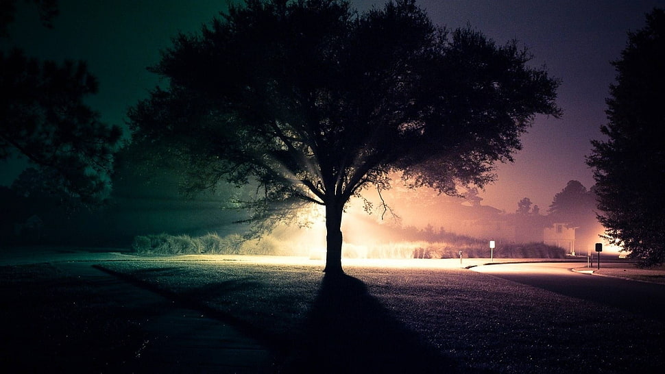 silhouette of tree HD wallpaper