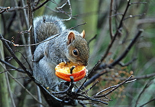 brown squirrel