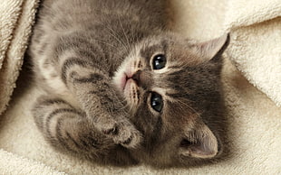 gray Tabby kitten