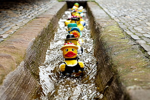 depth of field photography of yellow duck toys fall in line on canal HD wallpaper