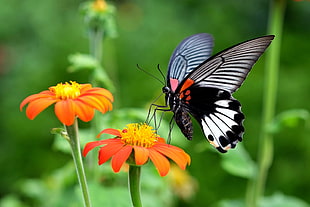 closeup photo of black and white Butterfly on flower HD wallpaper