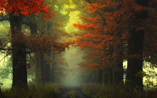 pathway surrounded trees painting HD wallpaper