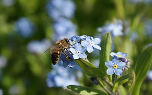 Honeybee on blue petaled flowers HD wallpaper